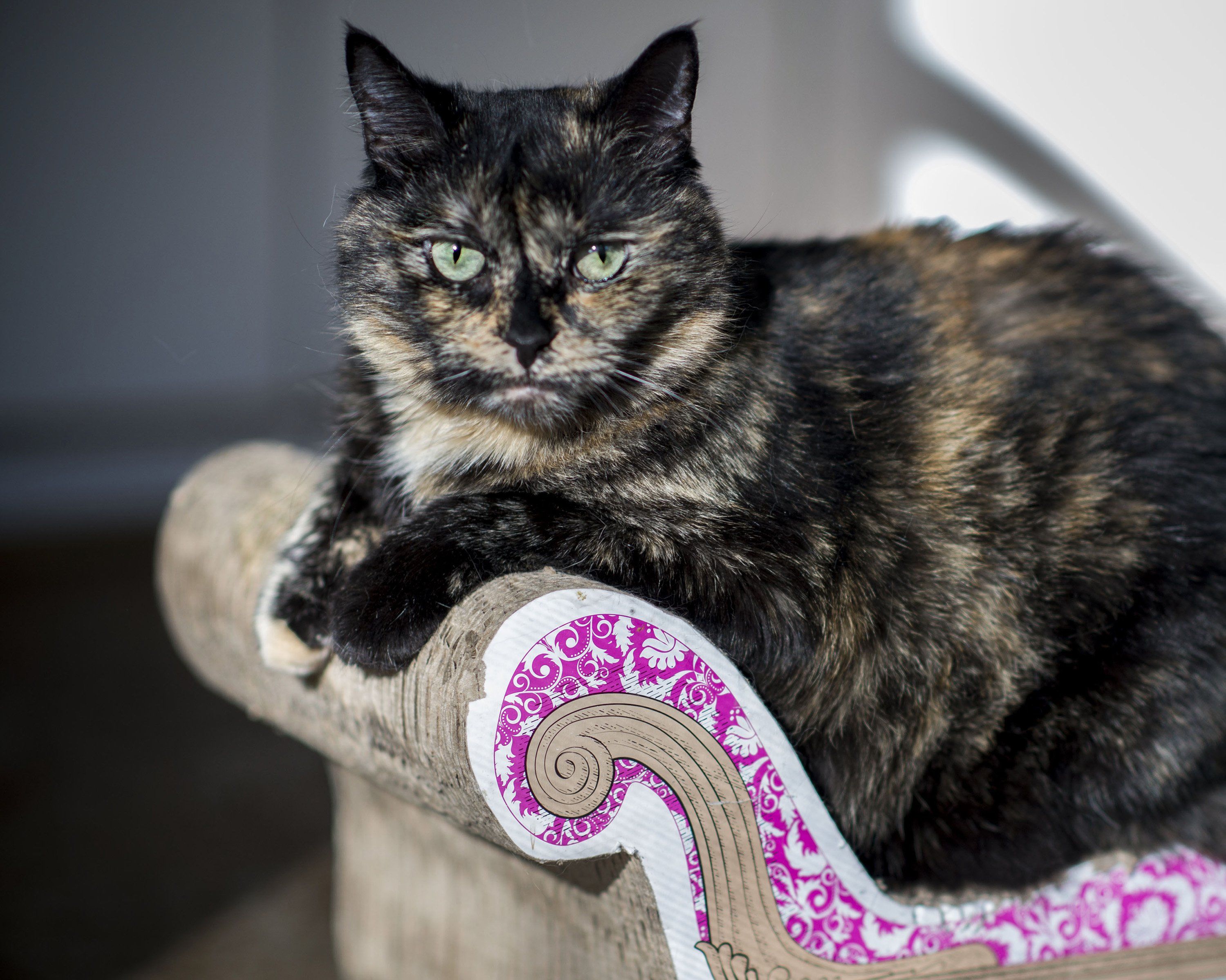 Cat with shop tortoiseshell coat