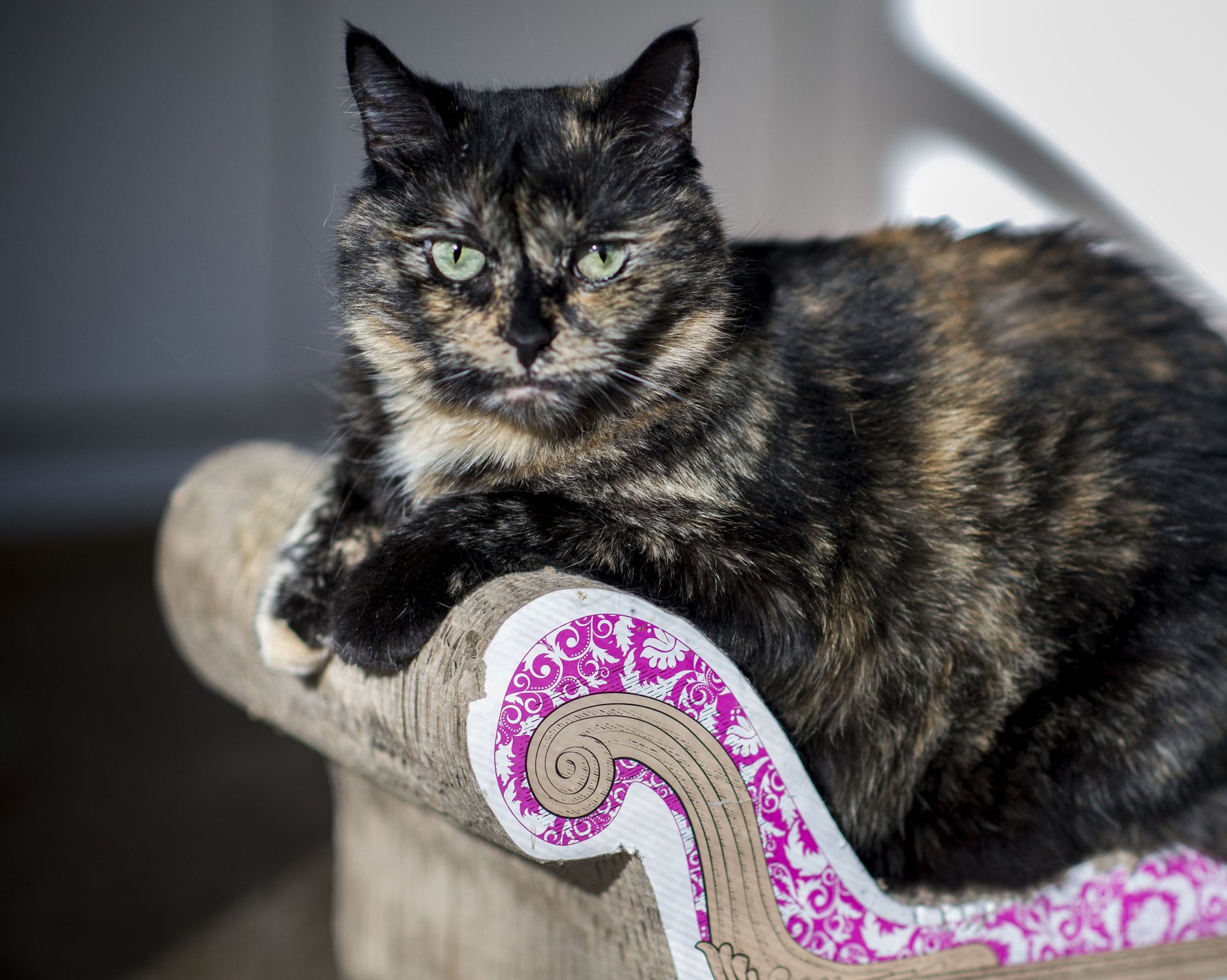 Tortoiseshell Versus Calico Cats: What's the Difference Between Them? 