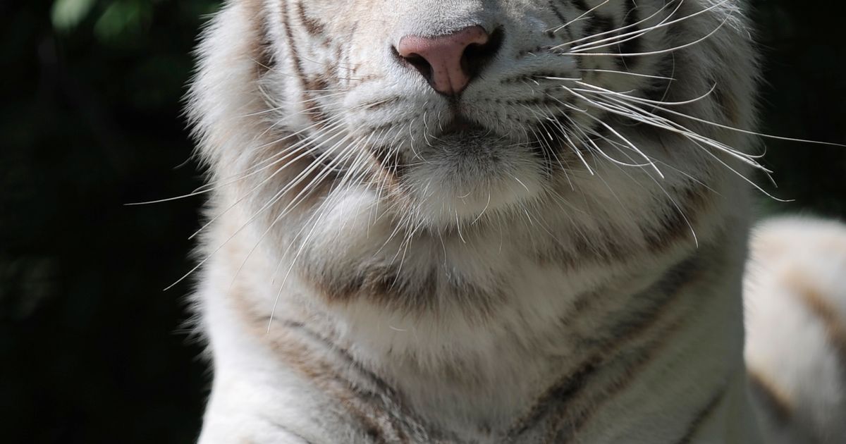 🔥 White tiger cub with a rare black complexion. : r