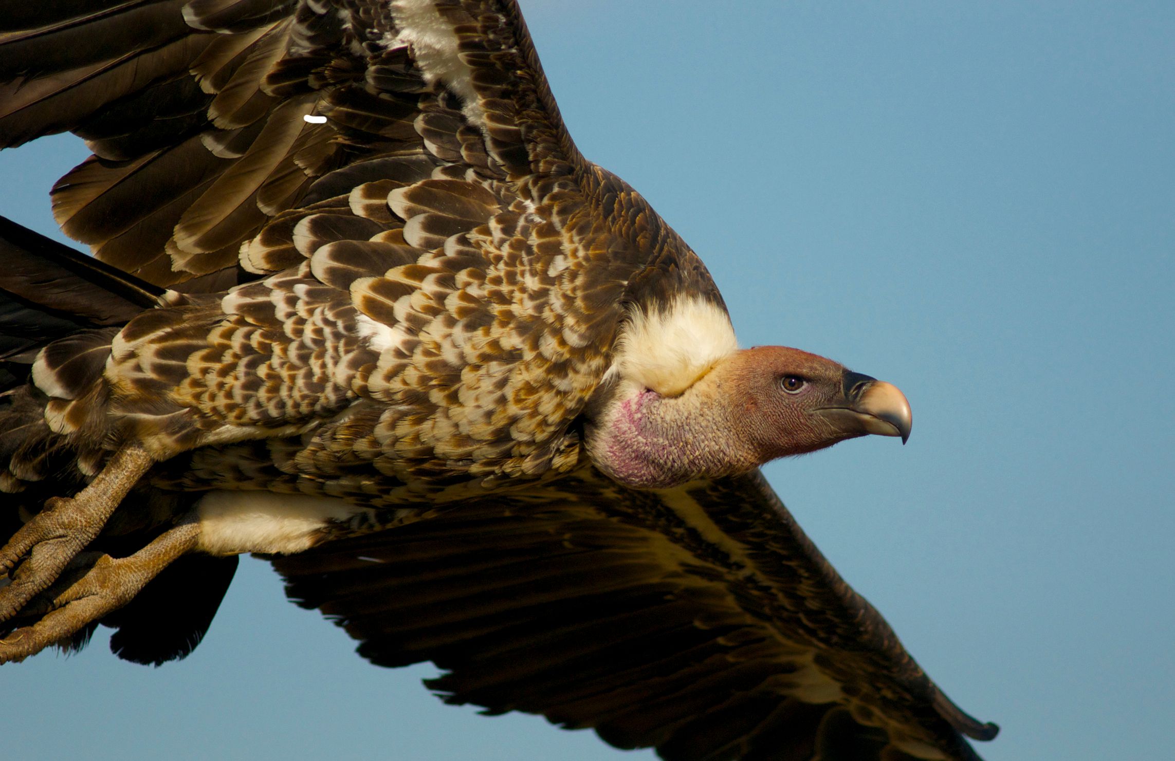 Give vultures a little love, conservationists say | The Seattle Times