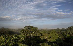 FILE â€” Dawn over the tree canopies as seen from a 20-story observation tower in the La Selva Biological Station in Puerto Viejo, Costa Rica, Oct. 16, 2014. In the negotiations at the Paris climate talks, delegates are trying to finalize a tortuous, decade-long effort to create rules under which countries would be paid to preserve their forests. (Adriana Zehbrauskas/The New York Times)