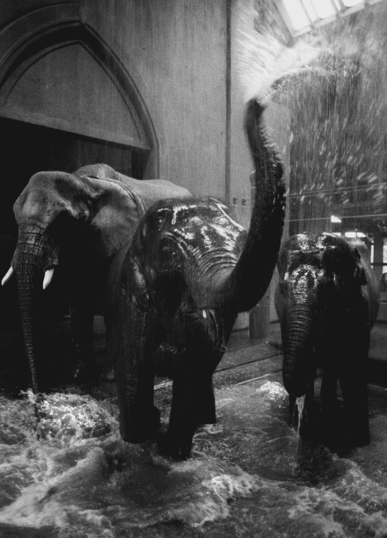 Woodland Park Zoo elephants from left, Watoto, Chai and Sri frolic in a heated shower in 1990. (Benjamin Benschneider / The Seattle Times)