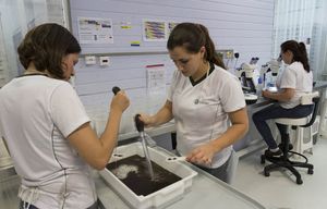 A mosquito genetics lab at Oxitex, a biotech company in Campinas, Brazil, Jan. 29, 2016. Genetically engineered to pass on a lethal gene to their offspring, these mosquitos may reduce reduce overall populations by 80 percent or more. They could become a key weapon in what has abruptly become a pressing battle against the Zika virus. (Cristiano Burmester/The New York Times)