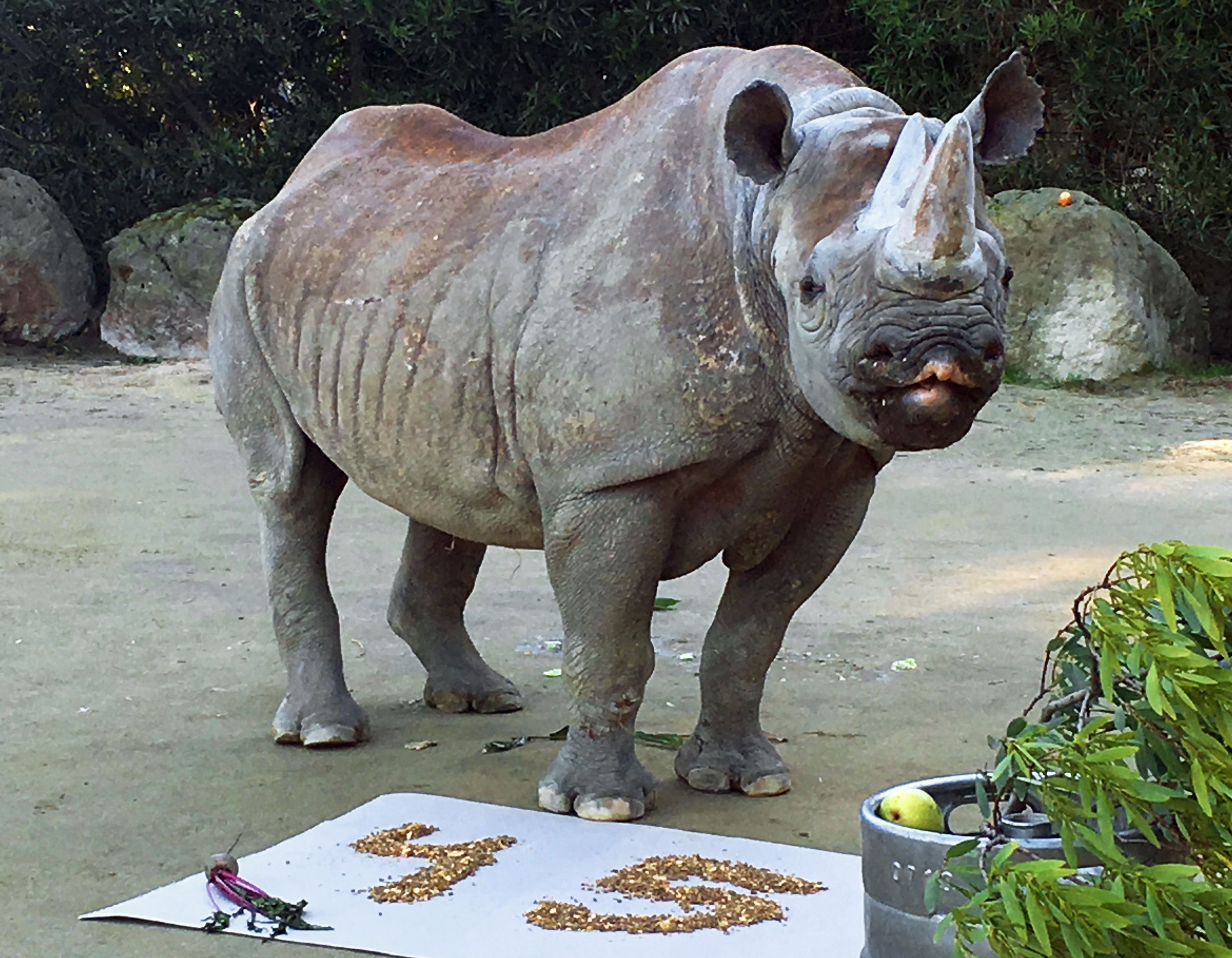 San Francisco's black rhino, oldest in North America, is 45 | The