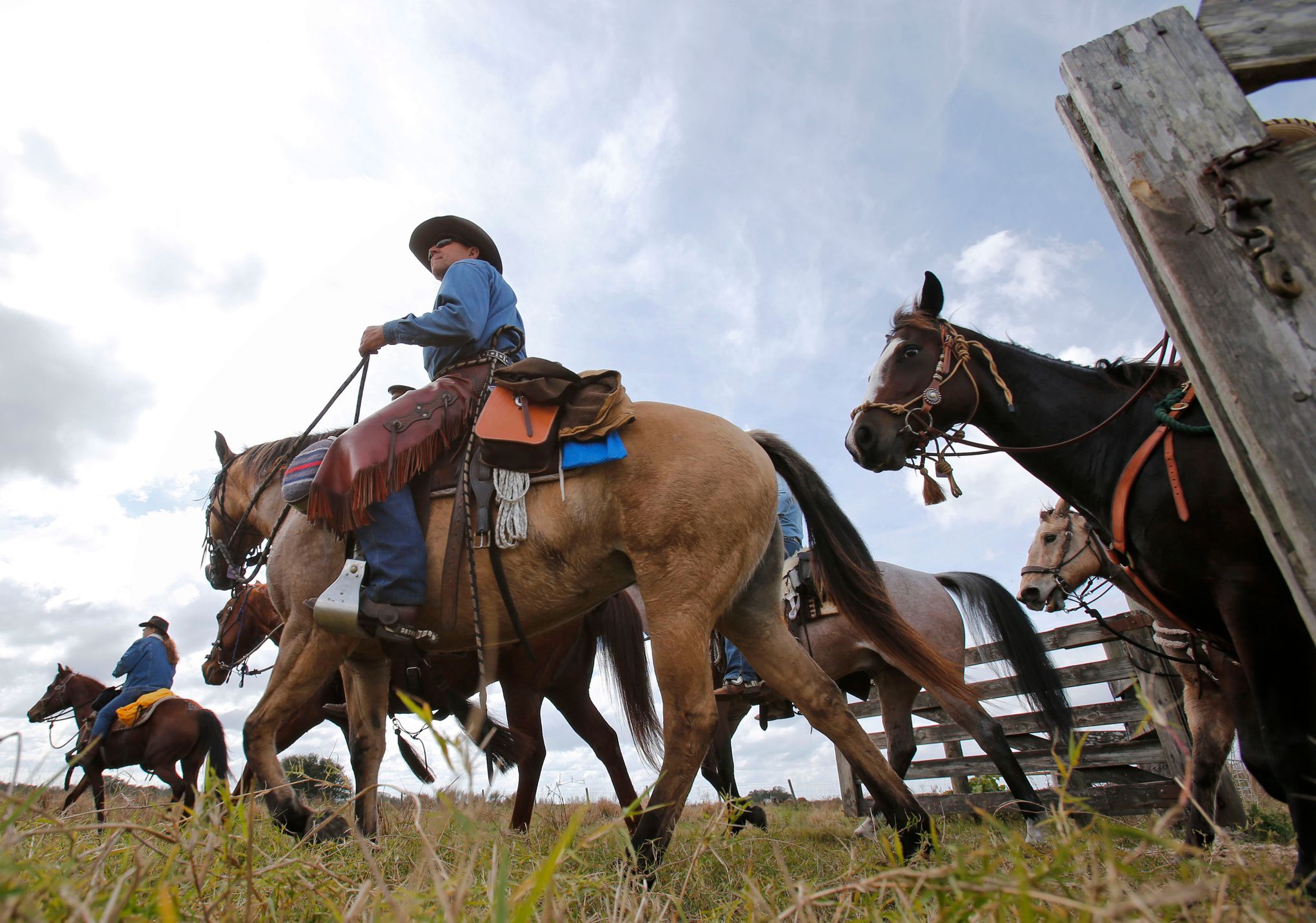 Ranching in Florida; The Florida Cow CavvySavvy.com - We Know Working Horses