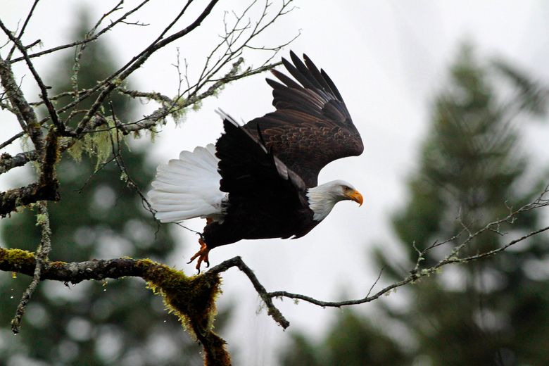 Best Places to See Bald Eagles in the Midwest - Pursuits with