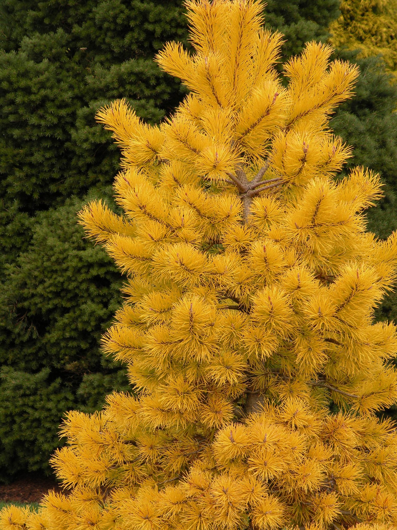 Желтая елка. Сосна обыкновенная Ауреа. Pinus contorta Chief Joseph. Сосна Ауреа Нисбет. Pinus Sylvestris Aurea.