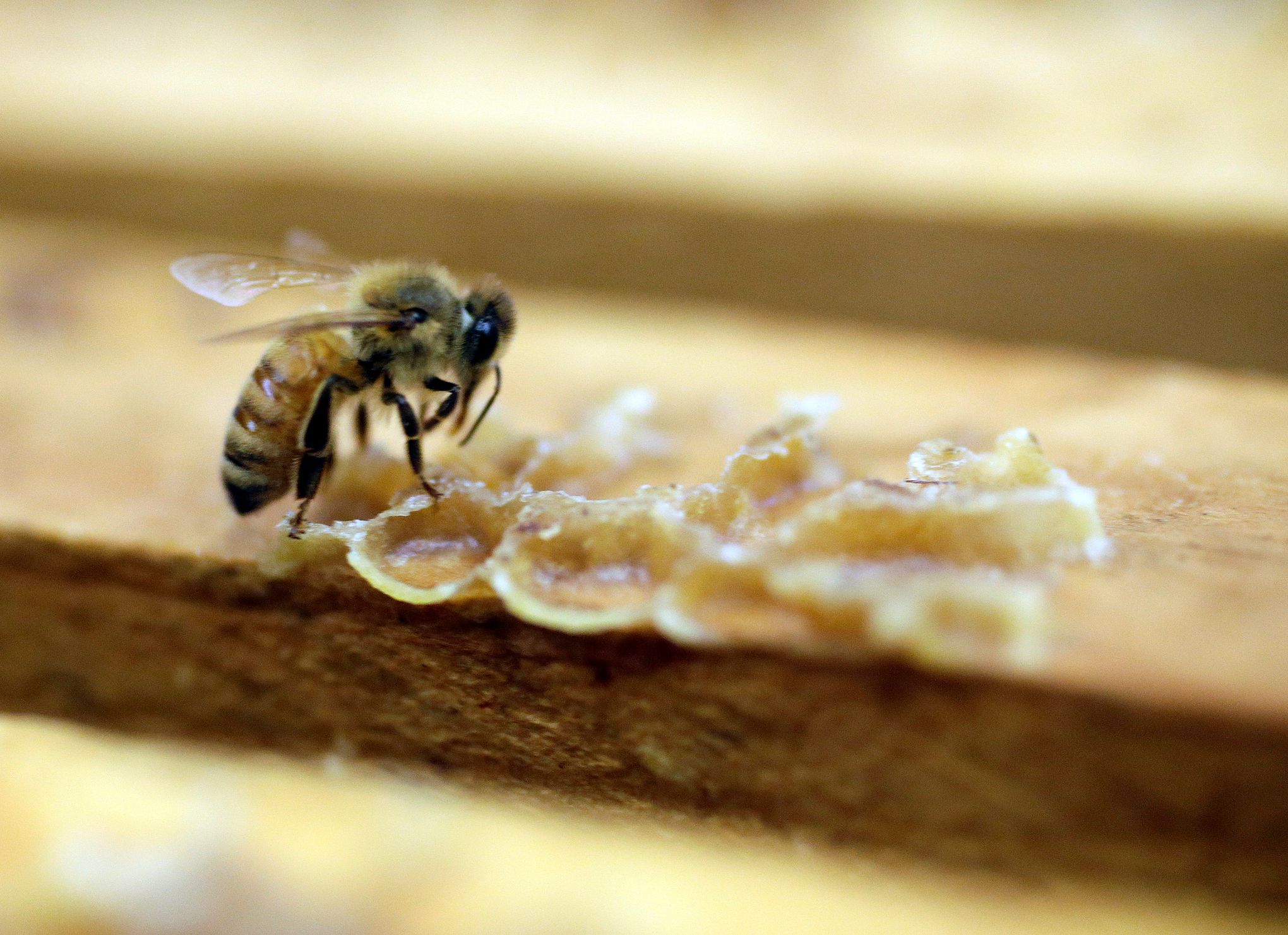CATCH THE BUZZ-Why Vegans Avoid Honey