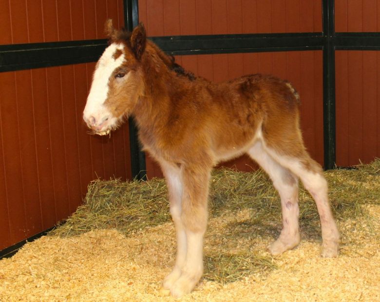 newborn clydesdale horses