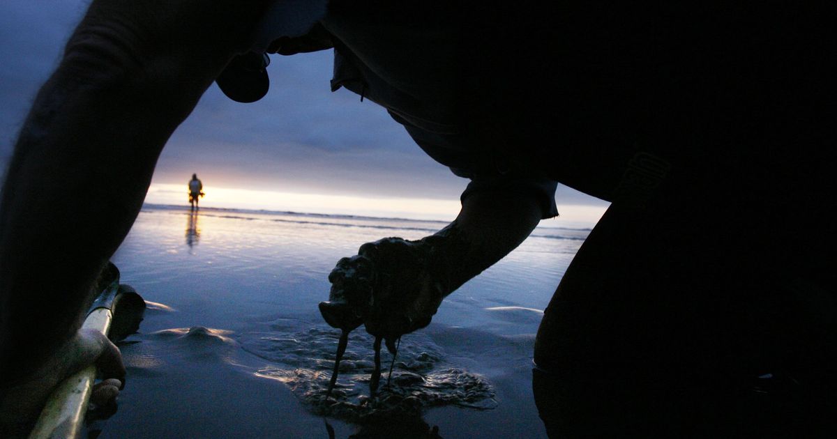More tentative coastal razor clam digging dates set for March, and