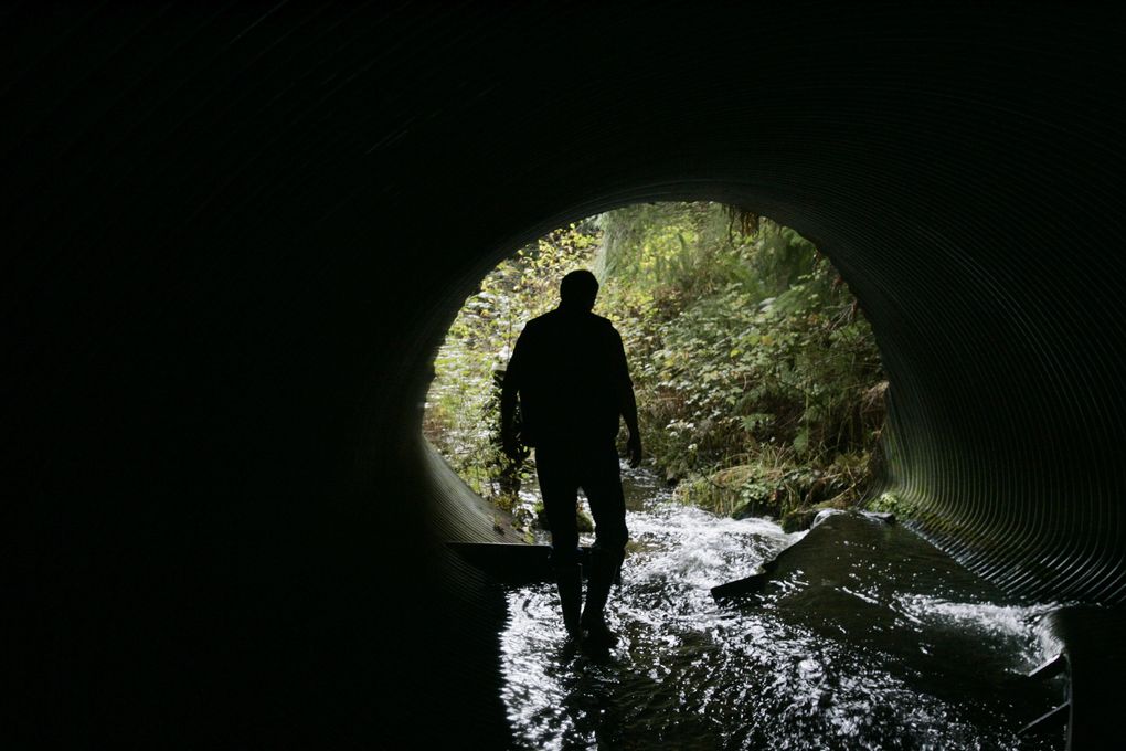 A culvert’s waters lead to Mosquito Lake near Deming, in 2007. (Alan Berner/The Seattle Times)