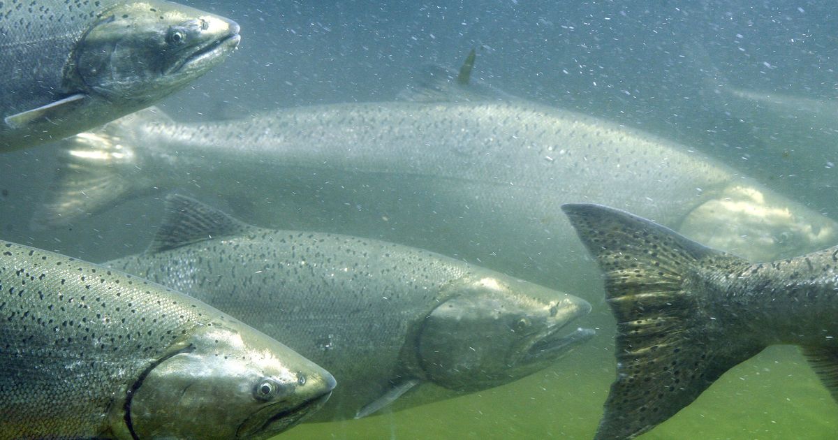 Lower Yakima River chinook catch improves and should continue to build ...