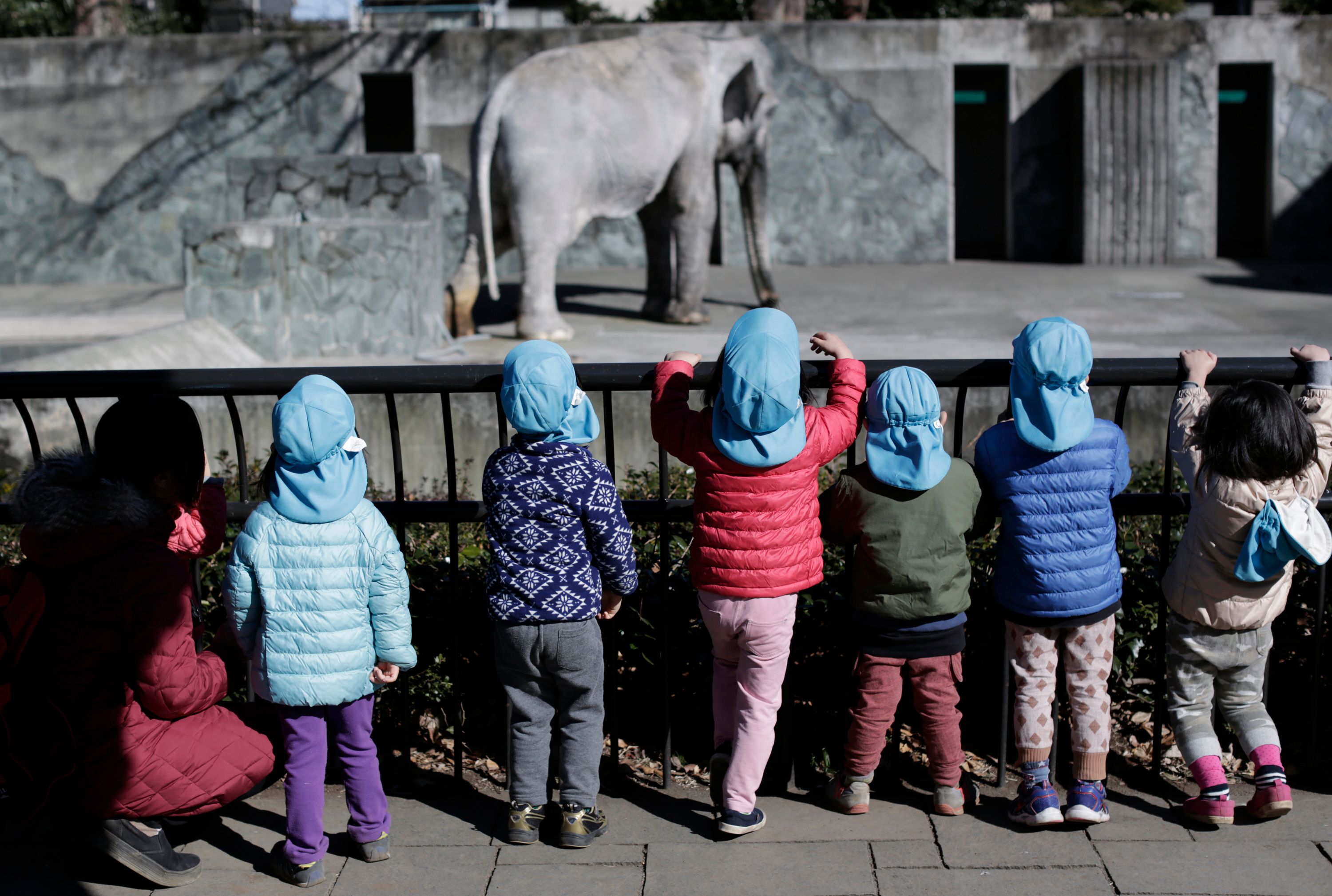 Move sought for Japan's oldest elephant may be too late | The