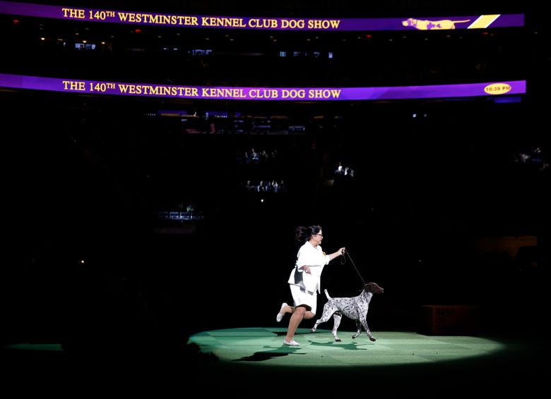 Local dog wins award at Westminster, Nvdaily