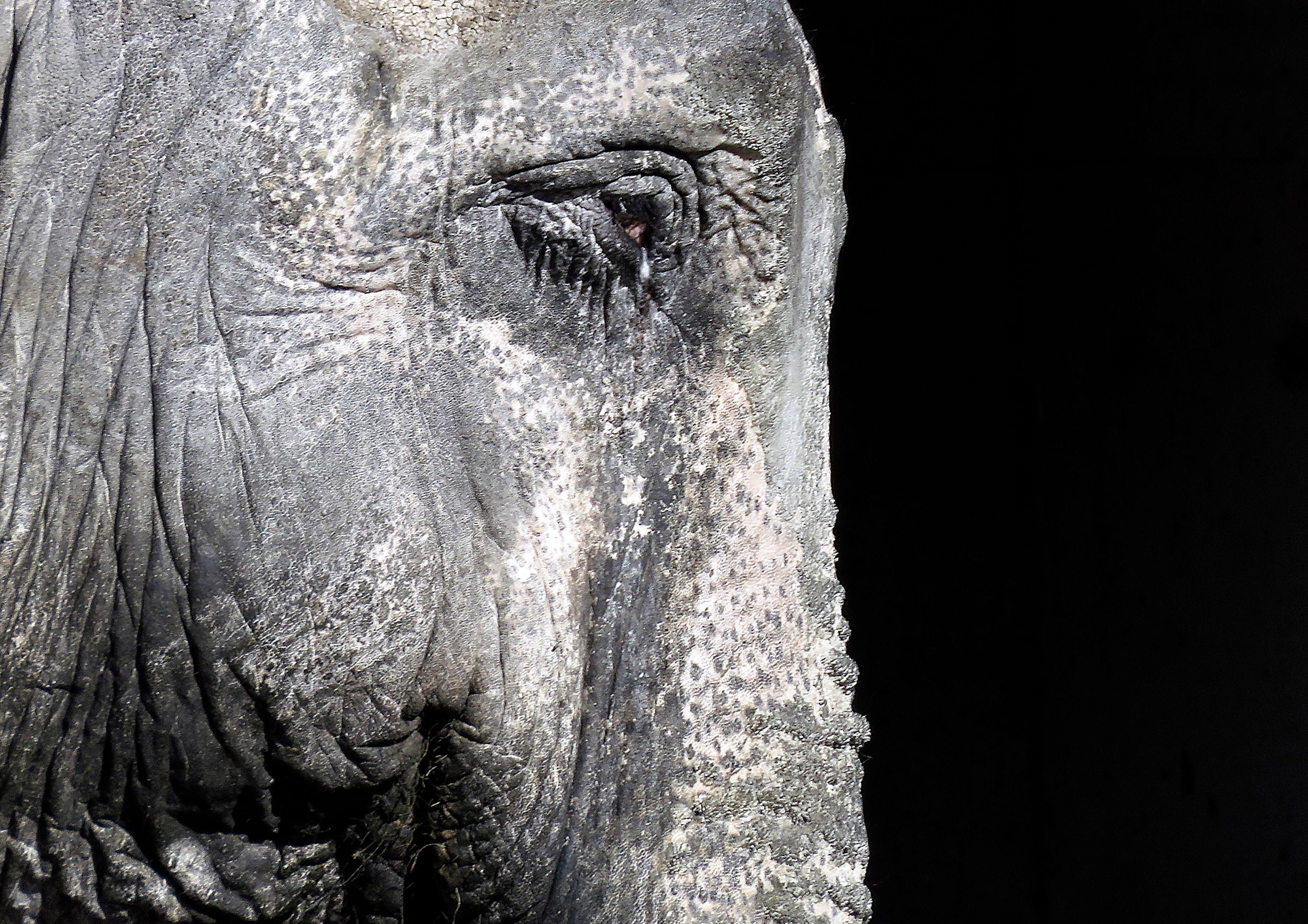 Move sought for Japan's oldest elephant may be too late | The