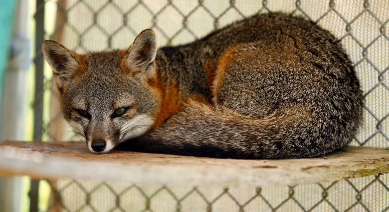 Feds: Remove 3 California foxes from endangered species list | The Seattle  Times