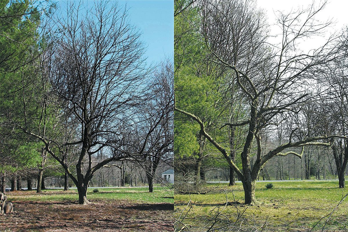 Bring your old apple tree back to its former glory | The