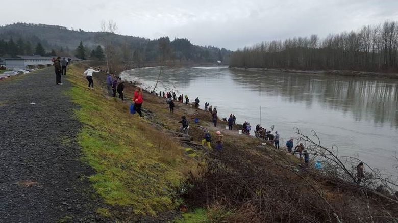 Columbia River smelt run similar to last year, Cowlitz sport dip-net season  still up in air