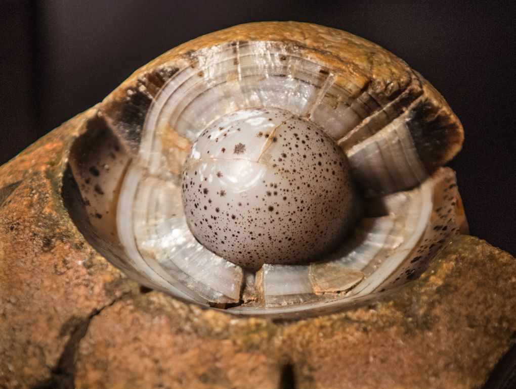 A bullseye agate from Montana mimics the shape of a bird’s egg. (Steve Ringman / The Seattle Times)