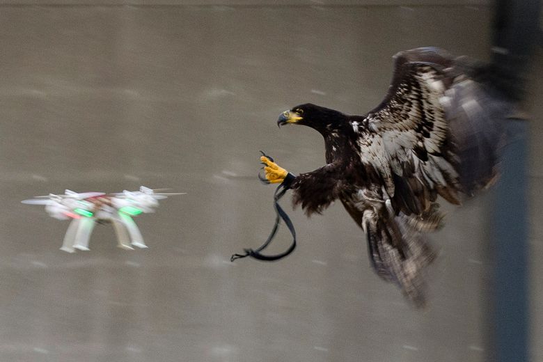 Eagle vs Watch police video of bird taking down tech | The Seattle Times
