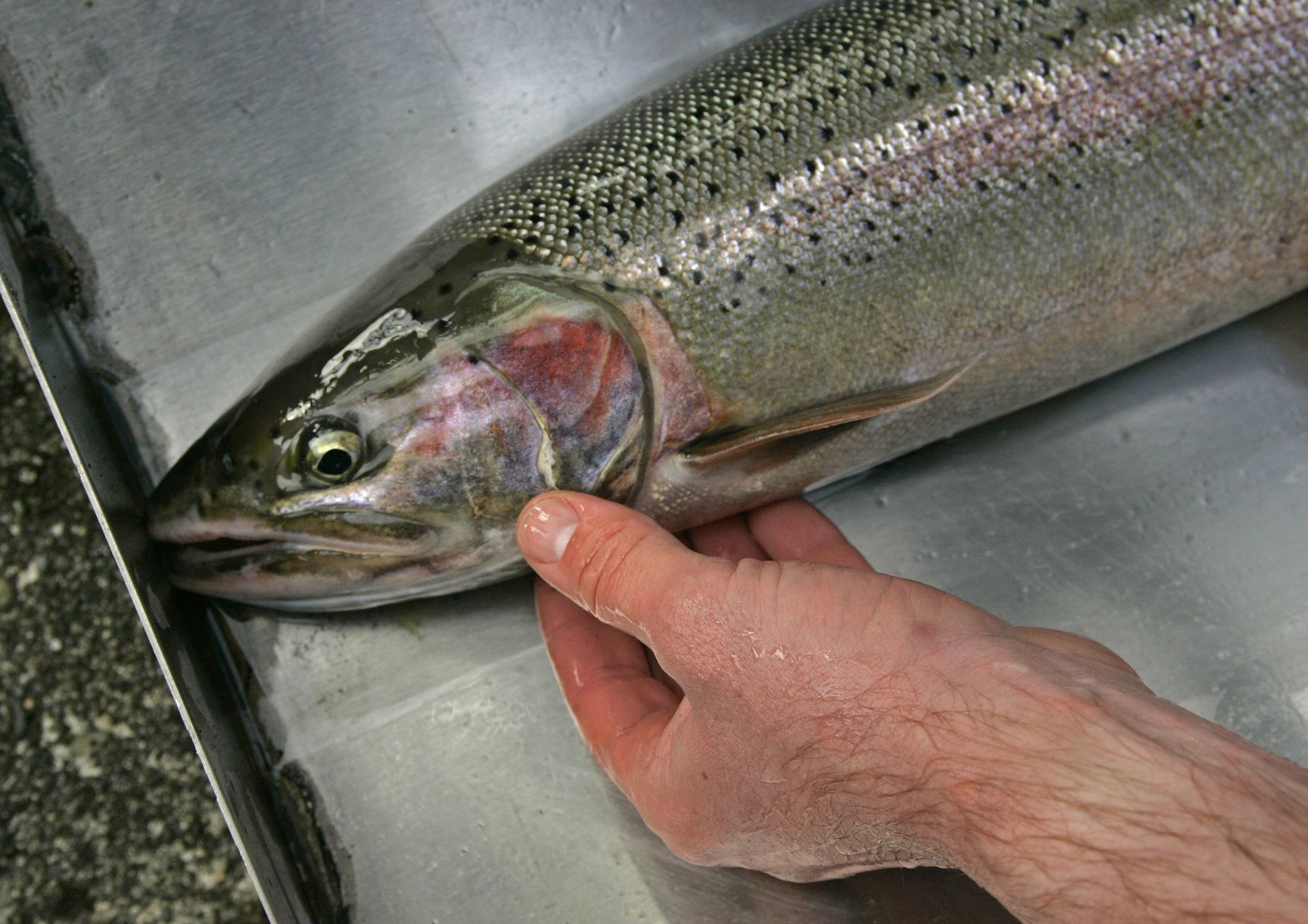 Time is running out to save Puget Sound steelhead
