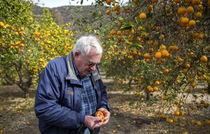 How Sumo Citrus made a little-known Japanese fruit a rising star