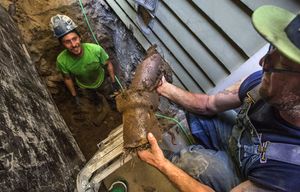After digging up a section of the old sewer pipe that’s filled with tree roots, Joshua Prokop hands the section up to Dustin Swinehart, both employees of Metropolitan Sewer.   Sewers are failing in rising numbers across the city due to age of the houses.