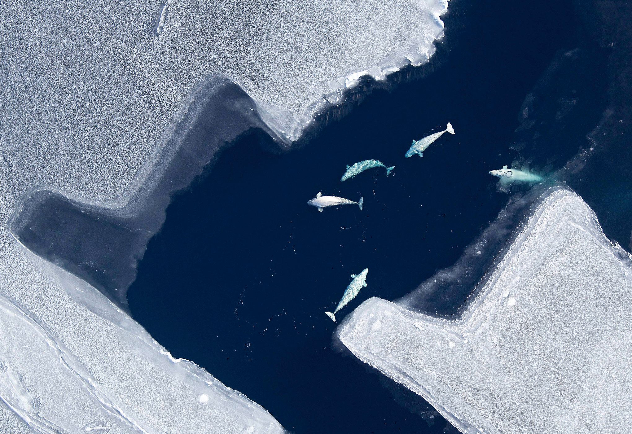 Study shows beluga whales dive to great depth to catch cod | The Seattle  Times, image size:2040x1401