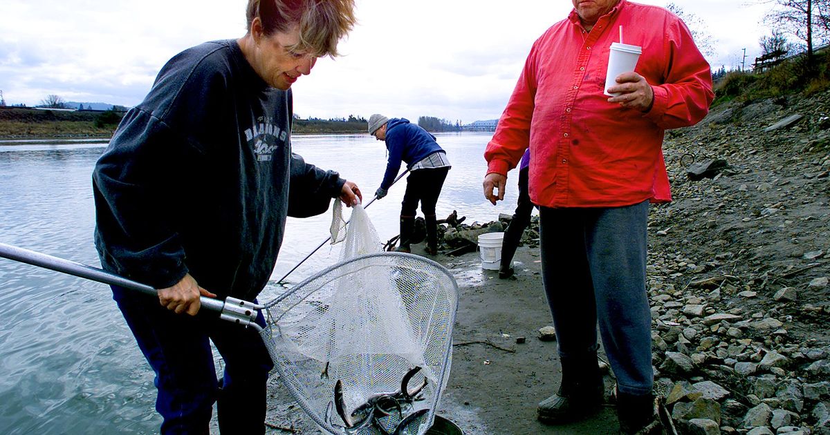 Columbia River smelt run data offers glimpse of past and what potential