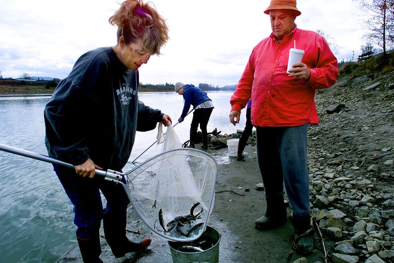 Smelt dip-net fishery on Cowlitz River opens this Saturday only