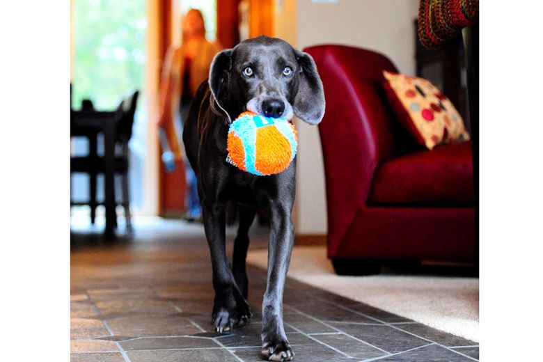 how to keep your dog entertained in the winter