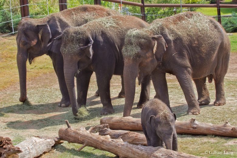 Oklahoma City Zoo Photos