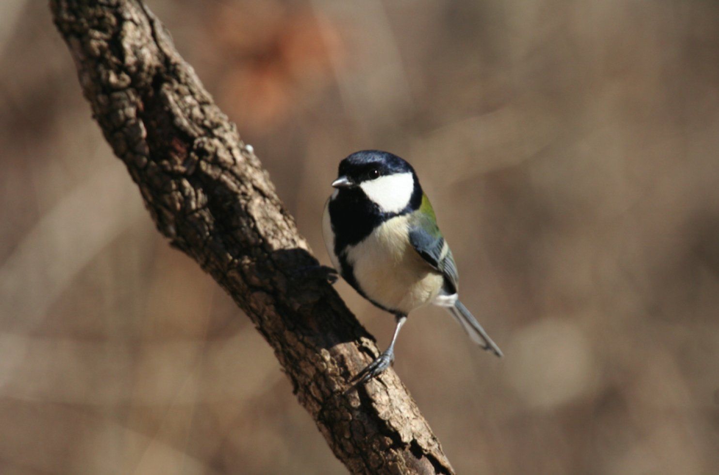 Little bird uses a linguistic rule thought to be unique to humans