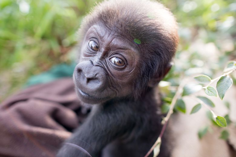 A nine weeks old gorilla baby (gorilla gorilla) is being held by