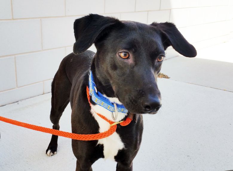 Animal Planet explores ASPCA program for second chance dogs | The Seattle Times Animal Planet explores ASPCA program for second chance dogs | The Seattle Times