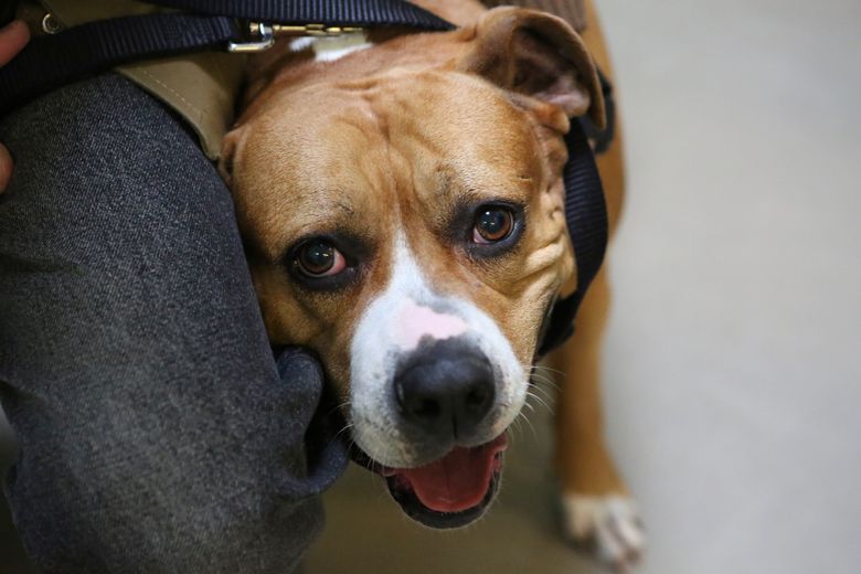 Seattle Mariners adopt team dog and save him from euthanasia