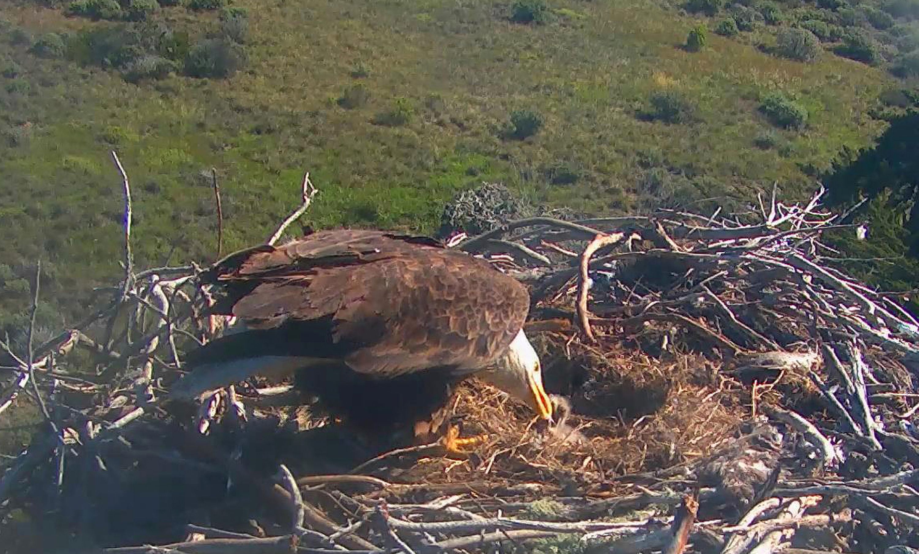 2 bald eagle chicks hatch on California s Santa Cruz Island The