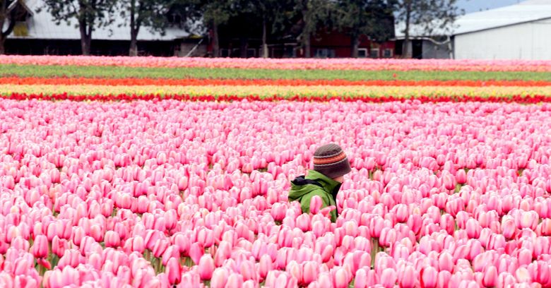 Where to See Thousands and Thousands of Tulips