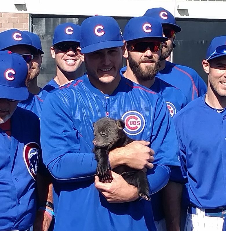 Chicago Cubs visited by bear cubs at spring training