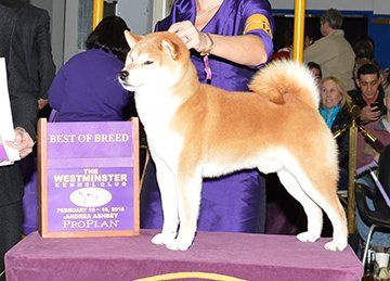 Dragon best sale house shiba