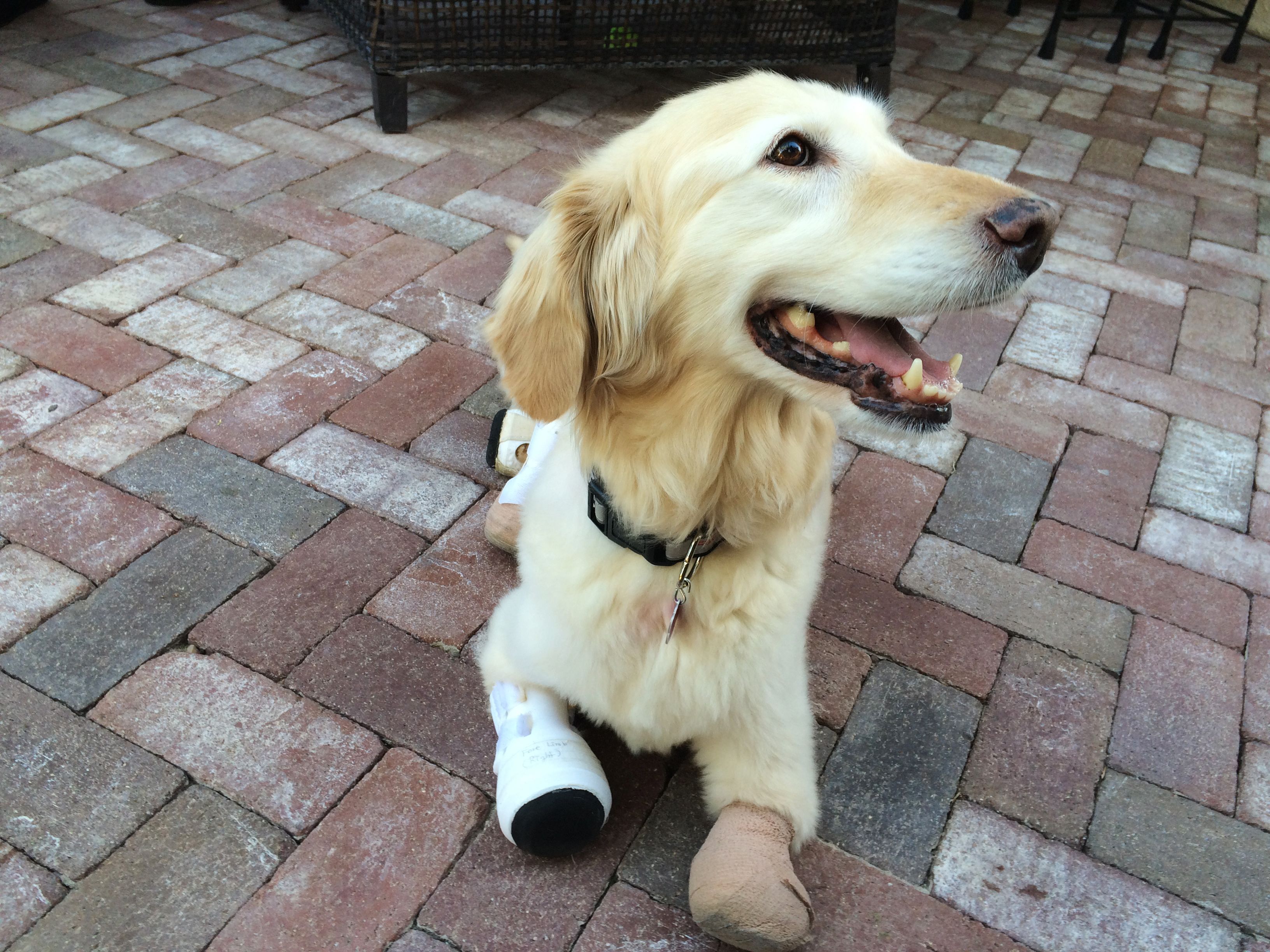 Chi chi golden retriever best sale therapy dog