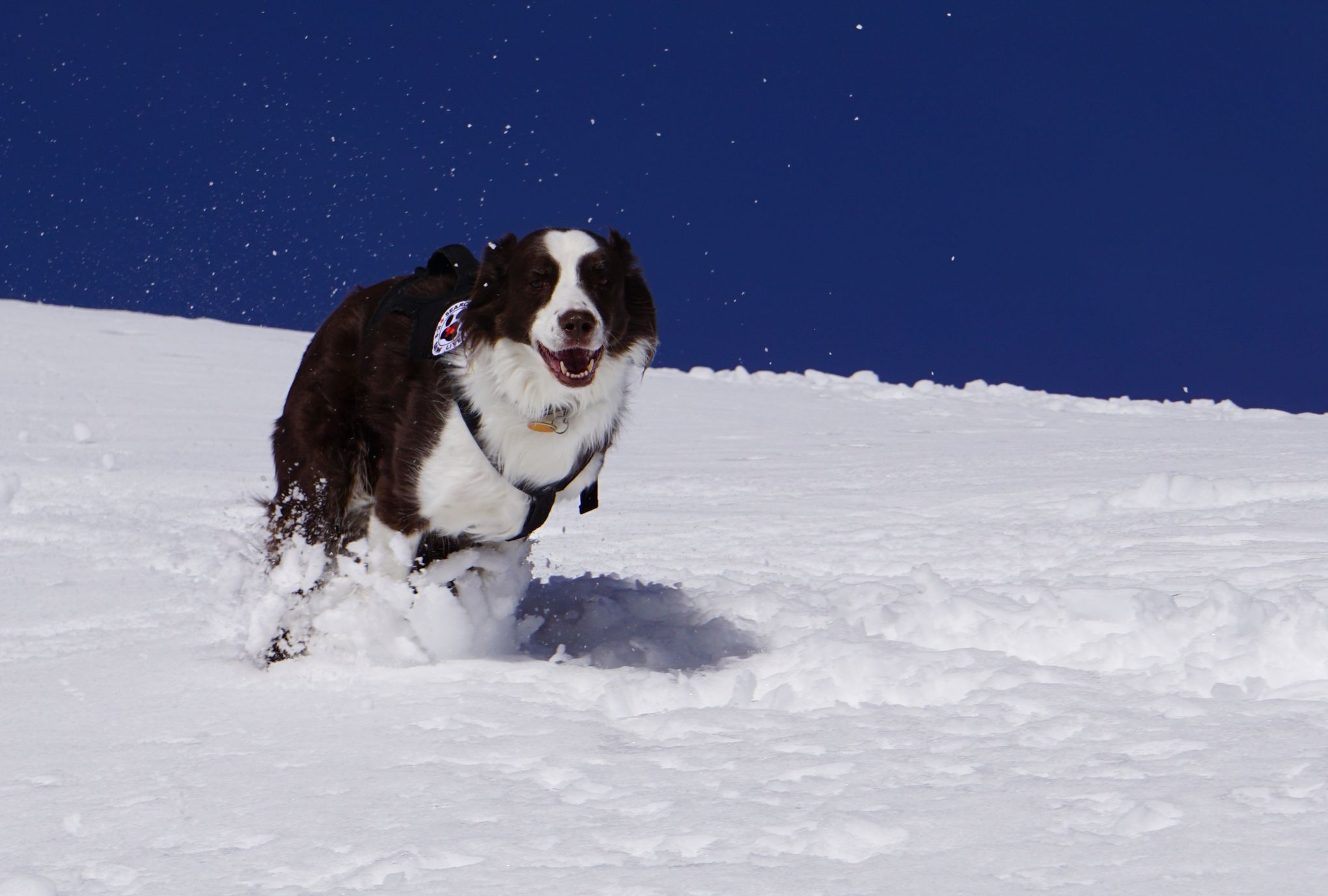 In an avalanche, rescue dogs are your best chance