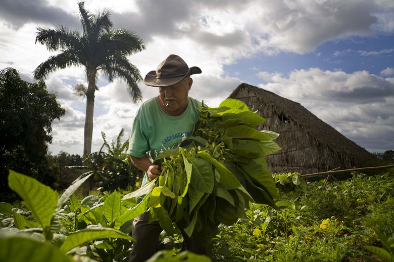 AP PHOTOS: Cuba's tobacco country becomes tourist attraction
