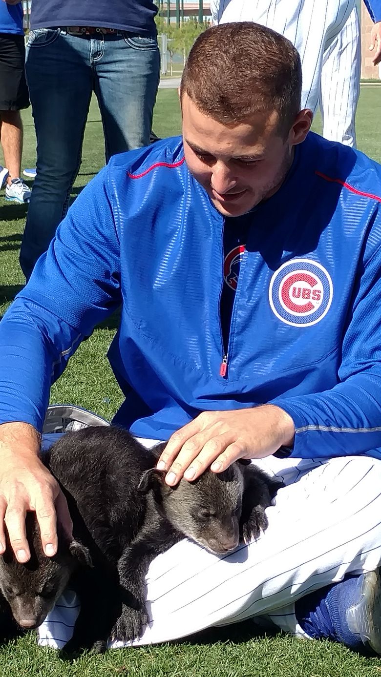 Bear cubs visit Chicago Cubs at spring training - Sports Illustrated