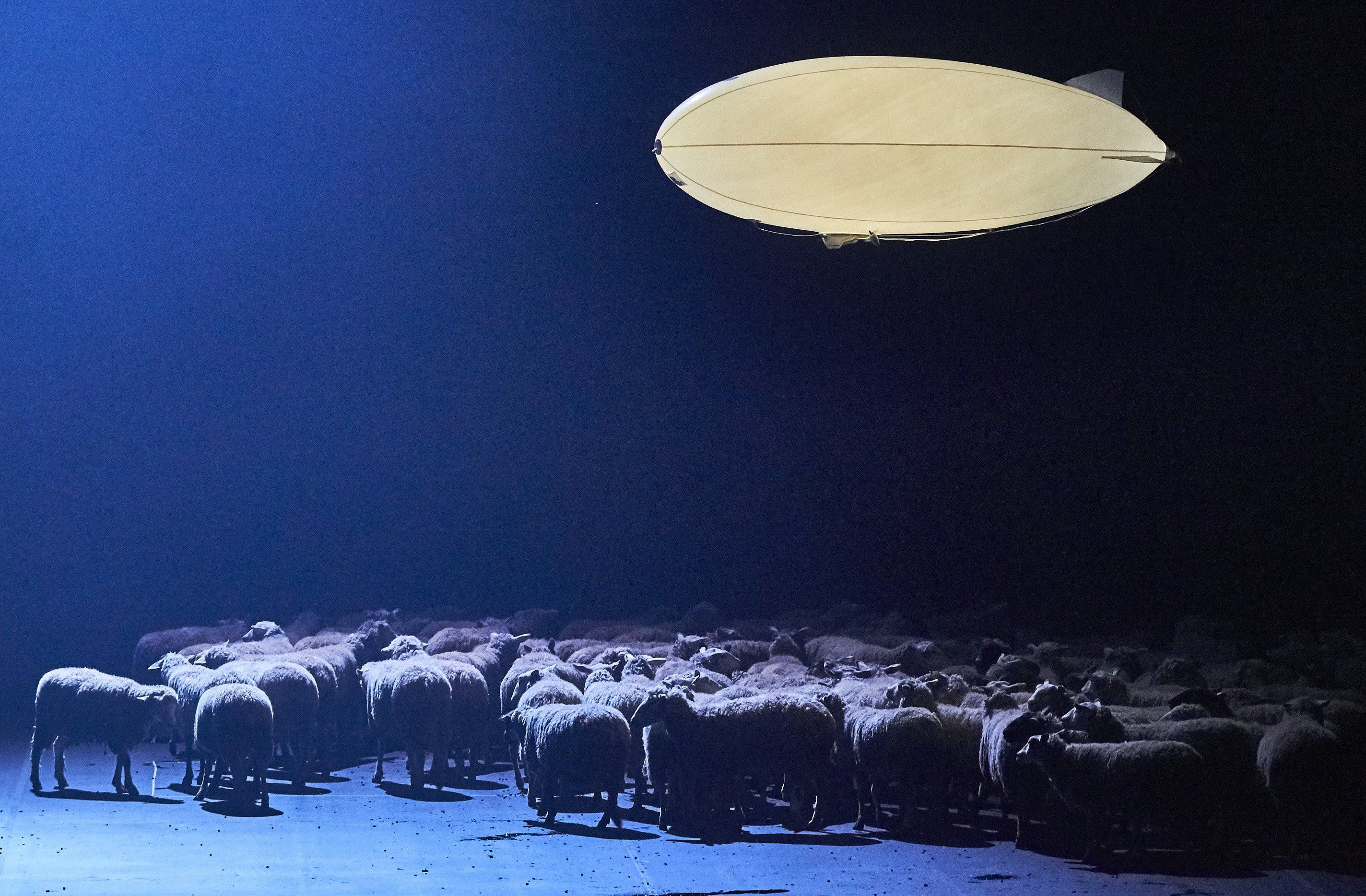 A warm, woolly backstage tale: How 100 sheep became New York opera