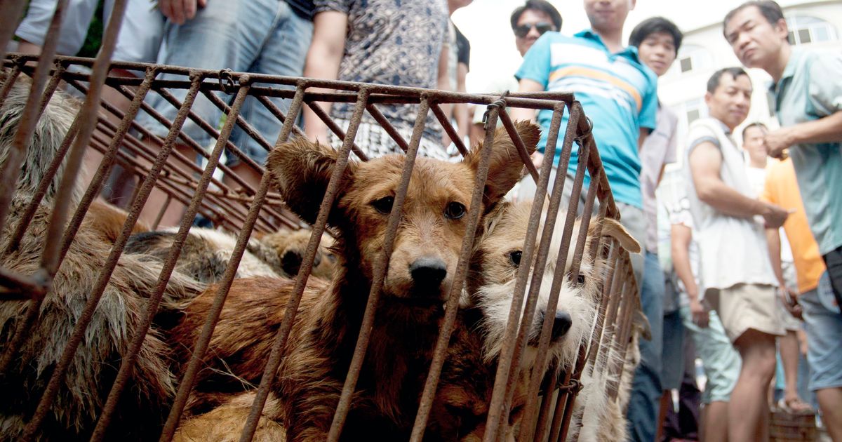 Animal-rights activists target China dog meat festival | The Seattle Times