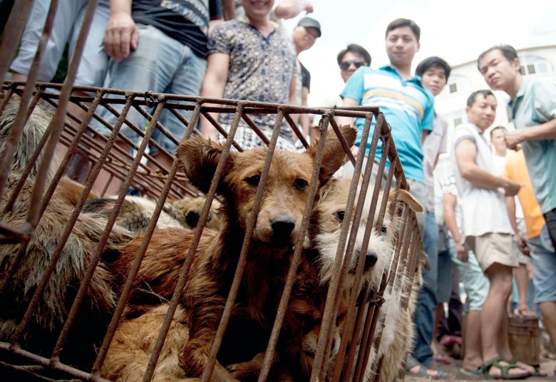 Animal-rights activists target China dog meat festival | The Seattle Times Animal-rights activists target China dog meat festival | The Seattle Times