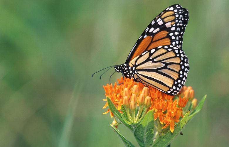 If you can’t get out in the garden, read about it in these great new ...