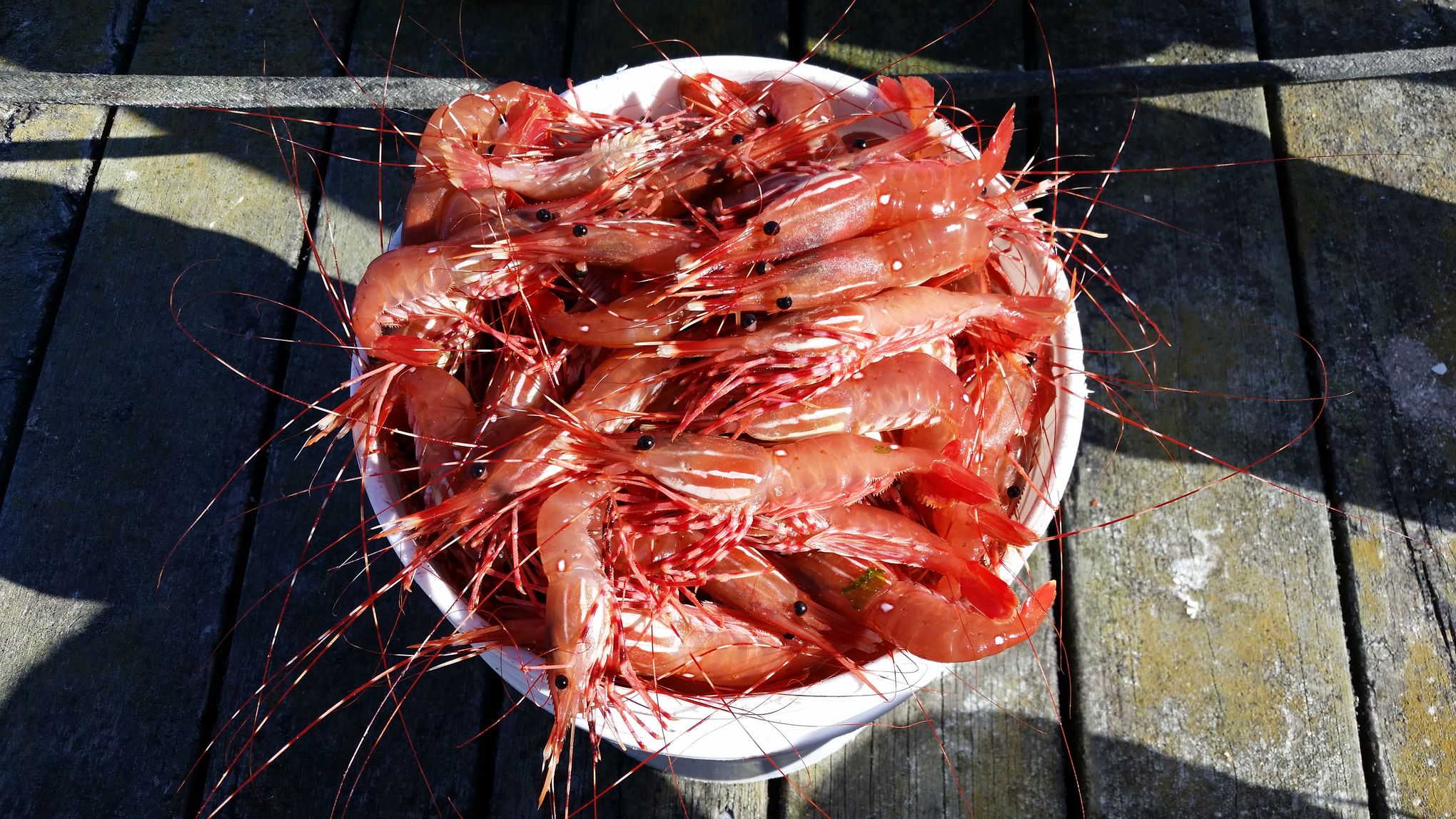 Tony Floor's Tackle Box in May has bucket full of spot shrimp and
