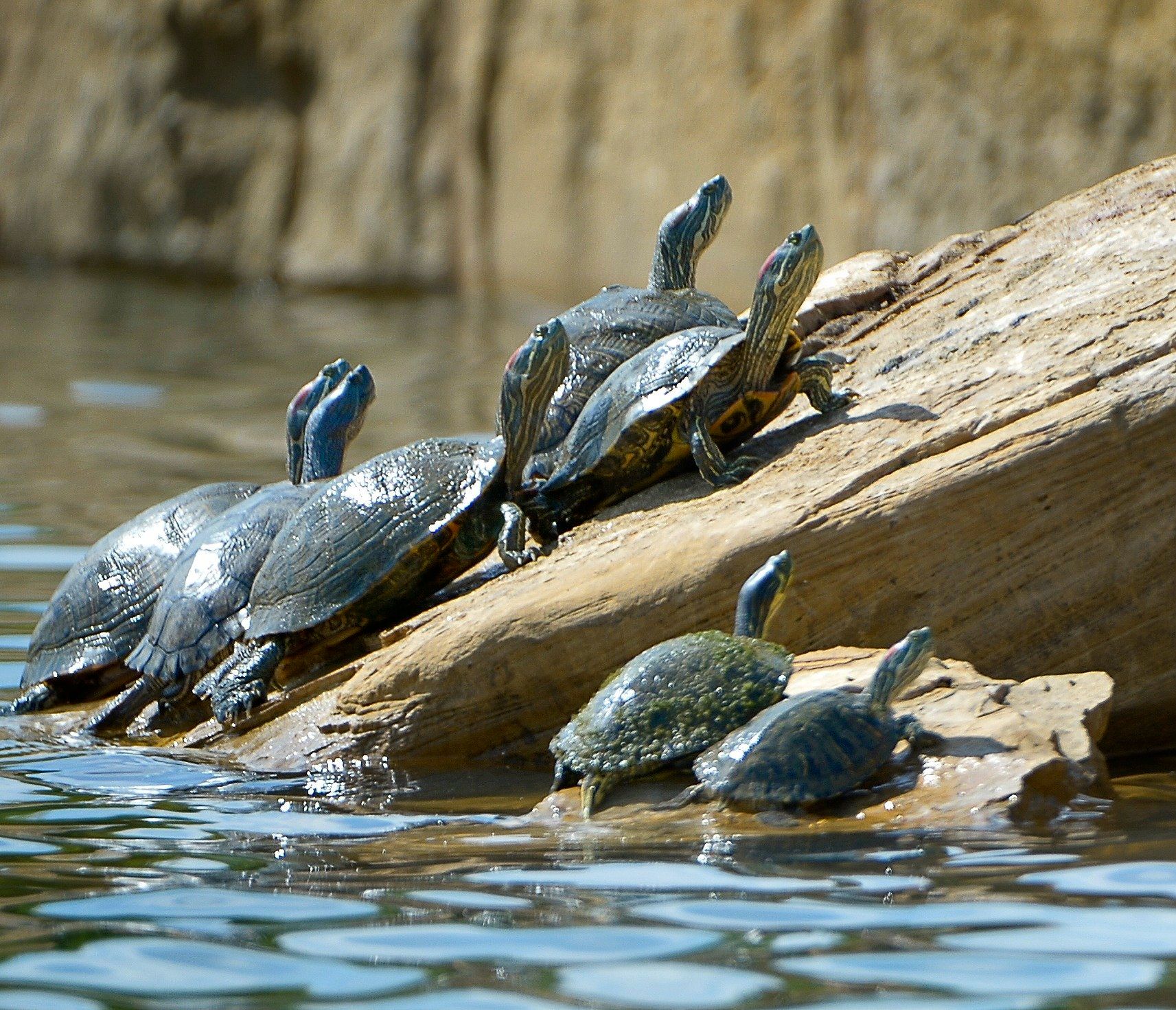 Rock ramps at North Texas park help turtles exit the water | The